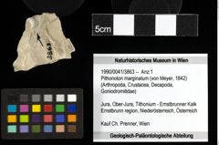 Foto (Objekt + Etiketten) von Pithonoton marginatum (von Meyer, 1842) 